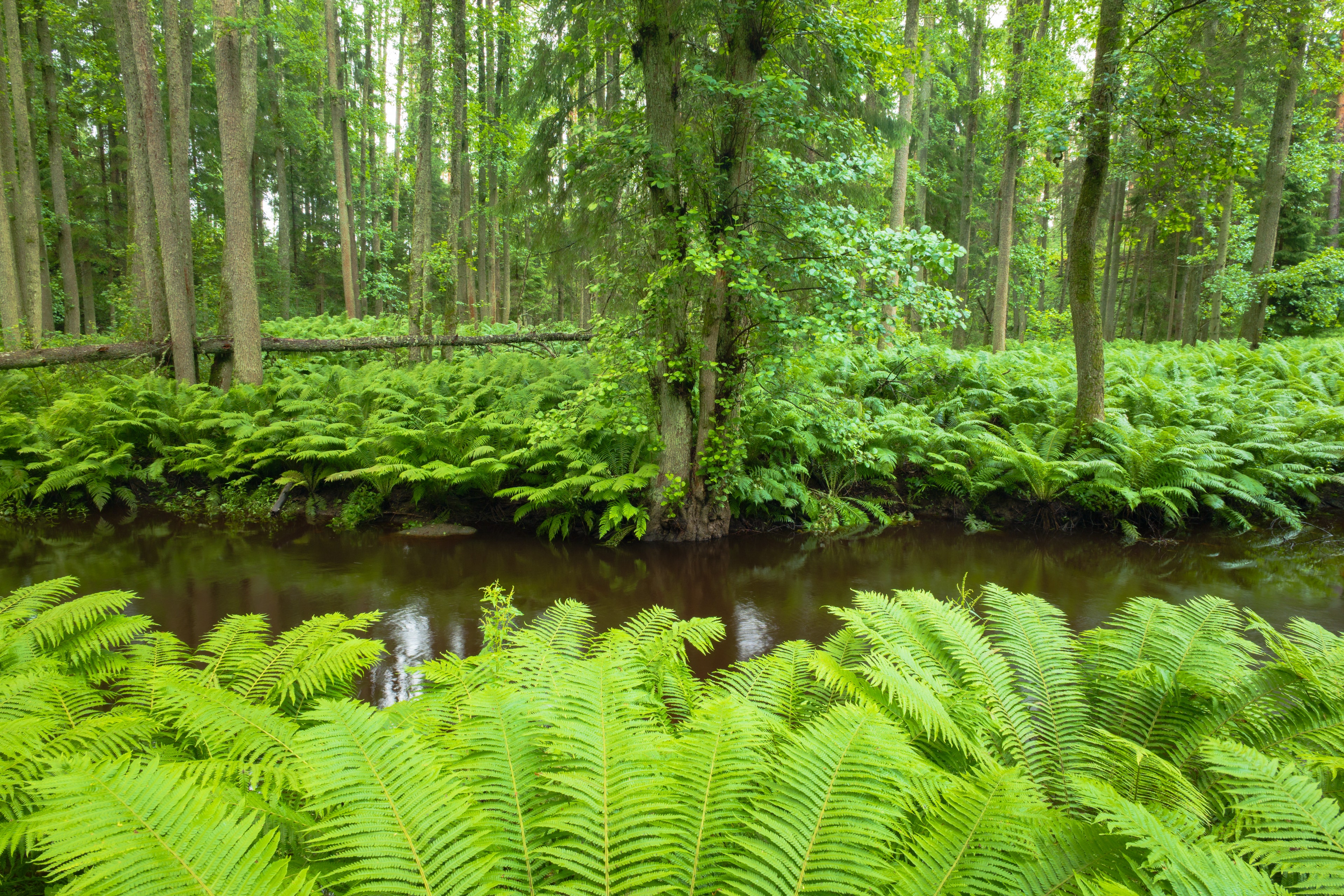 Wandering in the green wonderland